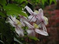 /album/rosso-in-giardino/dscn0054ok-mau-c-rid-jpg1/